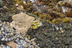 Ulva rigida