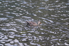 Anas platyrhynchos × zonorhyncha