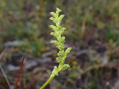 Microtis frutetorum