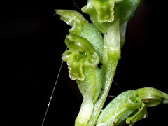 Microtis frutetorum