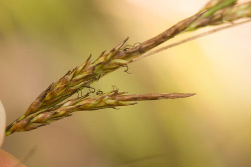 Carex meyenii
