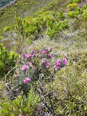 Indigofera hannariae