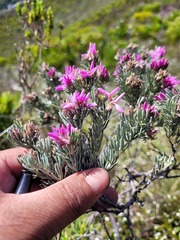 Indigofera hannariae