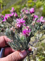 Indigofera hannariae