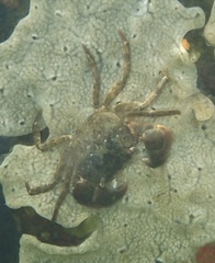 Hemigrapsus takanoi