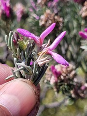 Indigofera hannariae
