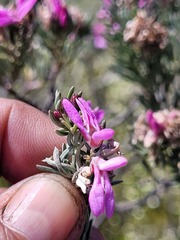 Indigofera hannariae