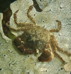 Hemigrapsus takanoi