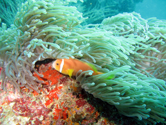 Amphiprion nigripes