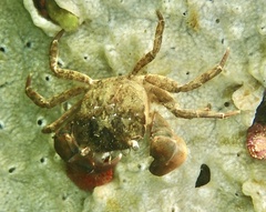Hemigrapsus takanoi