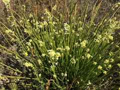 Stackhousia aspericocca