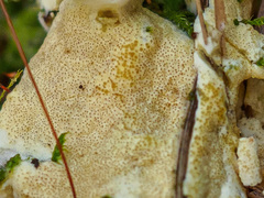 Trichoderma citrinum