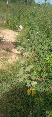 Malvaceae