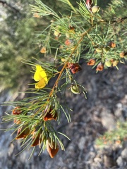 Gompholobium grandiflorum
