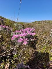 Indigofera hannariae