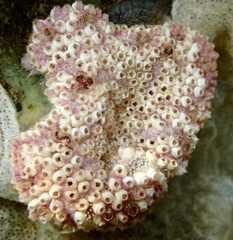 Botrylloides leachii