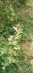 Malvaceae
