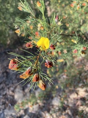 Gompholobium grandiflorum