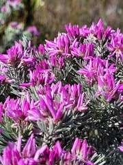 Indigofera hannariae