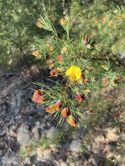 Gompholobium grandiflorum