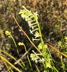 Stackhousia aspericocca