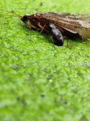 Carabidae