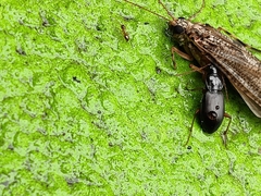 Carabidae