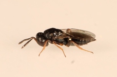Trichomalopsis