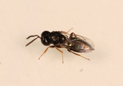 Trichomalopsis