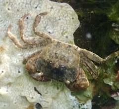 Hemigrapsus takanoi