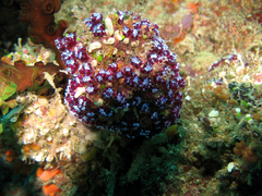 Eudistoma