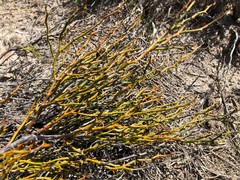 Daviesia brevifolia