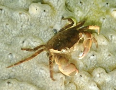 Hemigrapsus takanoi