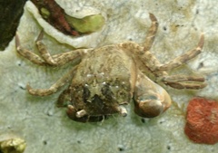 Hemigrapsus takanoi