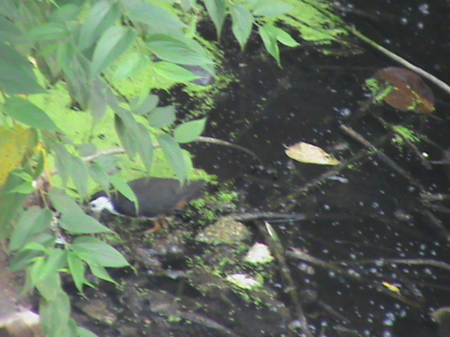 White-breasted Waterhen