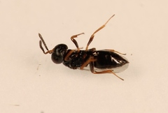 Trichomalopsis