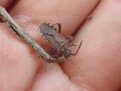 Loxocnemis dentator