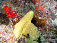 Leucetta chagosensis