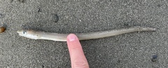 Gnathophis
