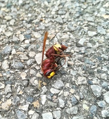 Vespa orientalis