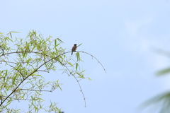 Pycnonotus barbatus tricolor