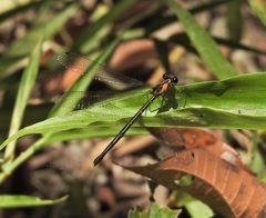 Austroargiolestes aureus