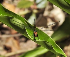 Austroargiolestes aureus