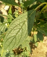 Sesamum indicum