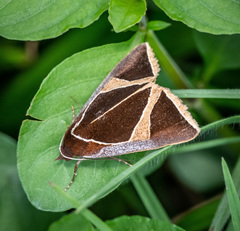 Agamana conjungens