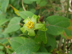 Gonolobus chloranthus