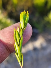 Lachnaea aurea