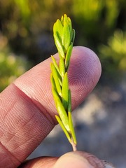 Lachnaea aurea