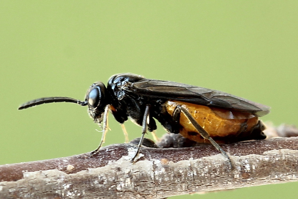 Shielded Sloe-cutter