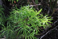 Podocarpus spinulosus